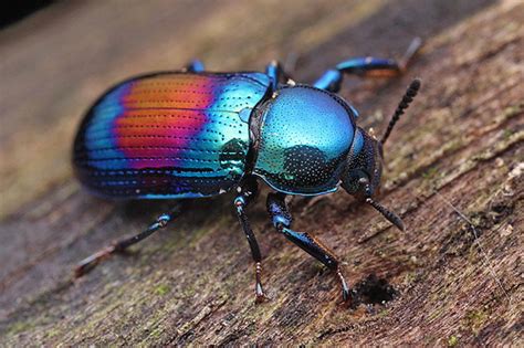 The Bp Oil Beetle Featured Creature