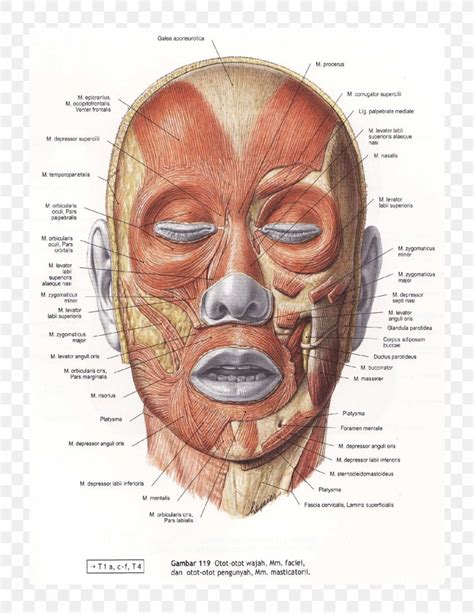 Orbicularis Oculi Muscle Facial Muscles Zygomaticus Major Muscle