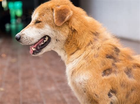 Como Curar La Sarna En Perros Cachorros Noticias Del Perro
