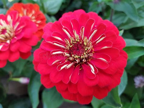 Red Zinnia Flower In A Garden Background And Texture Stock Image