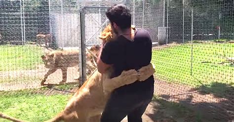 They Reunite A Lion With Her Adoptive Dad Now Keep Your Eye On Her