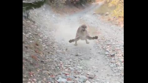 Funny Cougar Stalks Man For 6 Minutes During Run Unofficial Networks