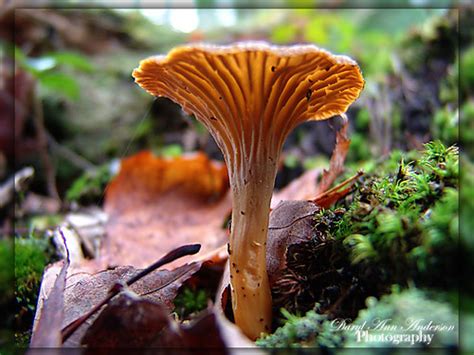 Yellow Footed Chanterelle Mushroom Michigan In Pictures