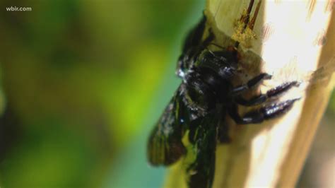 Carpenter bees get their common name from their habit of boring into wood. How to get rid of carpenter bees | 11alive.com