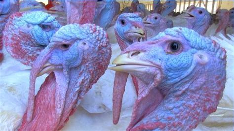 Inside Tour Of A Turkey Farm This Thanksgiving
