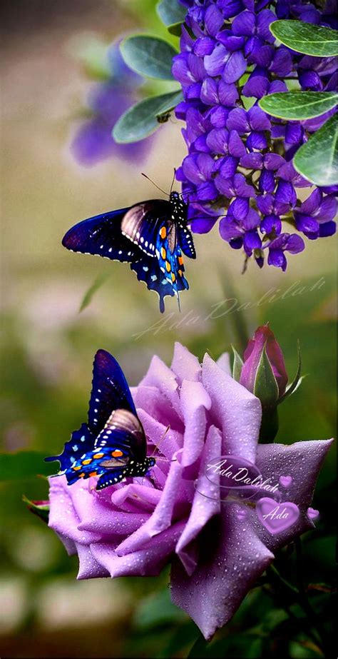 Two Butterflies Are Sitting On Purple Flowers