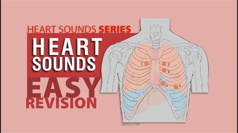 Heart Sounds Explained With Examples Heart Sounds Cardiac Sounds