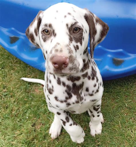 Jul 20, 2021 · review how much french bulldog puppies for sale sell for below. Dalmatian Puppies For Sale | Pennsylvania Avenue, Los ...