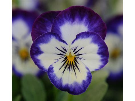 Fiore viola a grappolo / vaso con fiori viola foto % immagini| piante, fiori e. Pianta di Viola a fiore piccolo Sorbet XP Delft blue ...