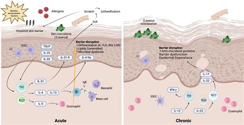 Frontiers Jakstat Signaling Pathway In The Pathogenesis Of Atopic