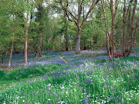 The 10 Best Bluebell Walks The Independent