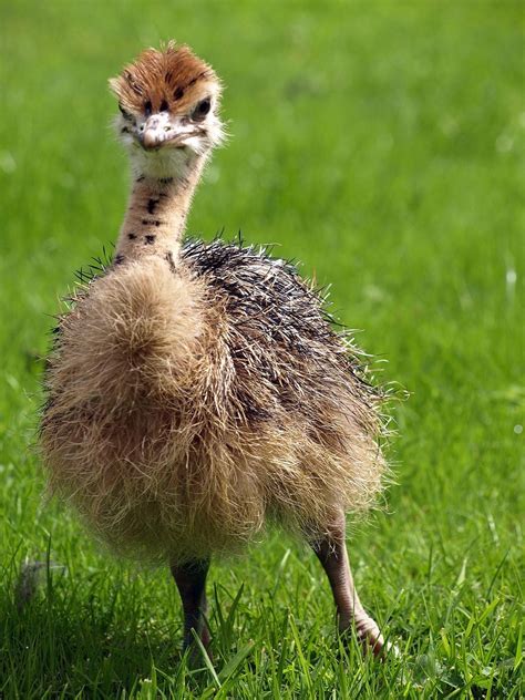 Reposted Due To Lack Of Fire I Give You One Baby Ostrich Baby Ostrich