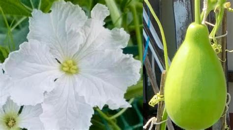 Bottle Gourd Male Female Flower Identification And How To Hand