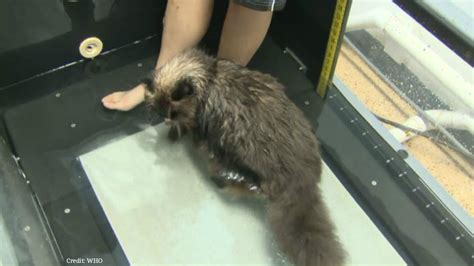 Fat Cat Sheds Pounds On Underwater Treadmill