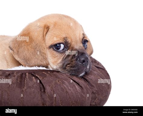 Cute Puggle Puppy Isolated On White Background Stock Photo Alamy