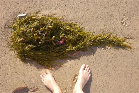 Foraging Seaweed For Home And Garden Use Milkwood Home And Garden