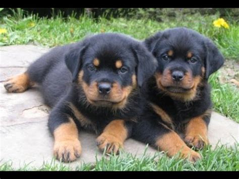 Puppies for sale near iowa your search returned the following puppies for sale. Rottweiler, Puppies, Dogs, For Sale, In Columbus, Macon ...