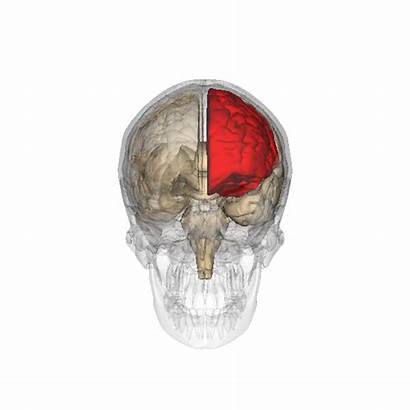 Frontal Lobe Lobes Brain Gifs Cerveau Epilepsy