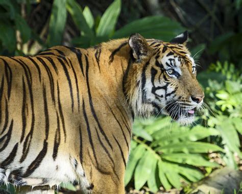 Portrait Of Tiger Stock Image Image Of Mammal Indochinese 154902627