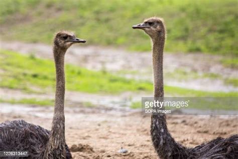 Ostrich World Photos And Premium High Res Pictures Getty Images