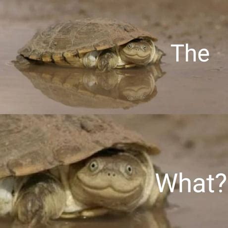Turtle Funny Meme