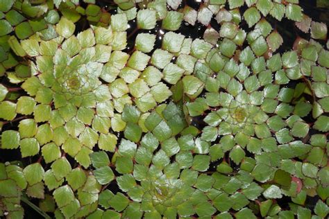 Ludwigia Sedioides Mosaic Plant