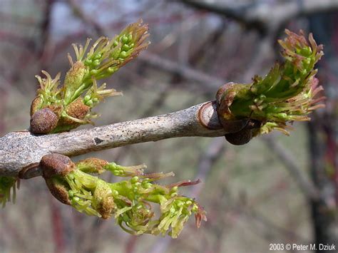 Fraxinus Pennsylvanica Green Ash Minnesota Wildflowers