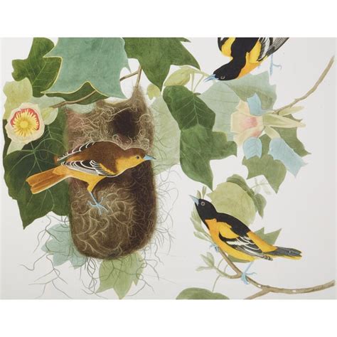 audubon baltimore oriole plate 12 havell edition chairish