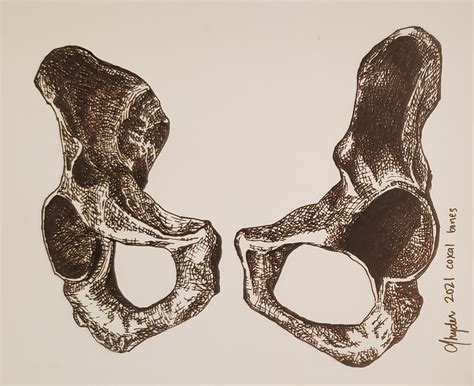 Crosshatching The Pelvis Coxal Bones Self R Anatomy