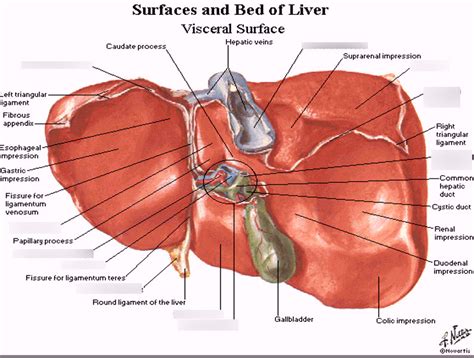 Liver Visceral Surface Diagram Quizlet