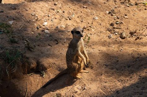 Meerkat At Zoo Stock Photo Image Of Captivity Looking 206179412