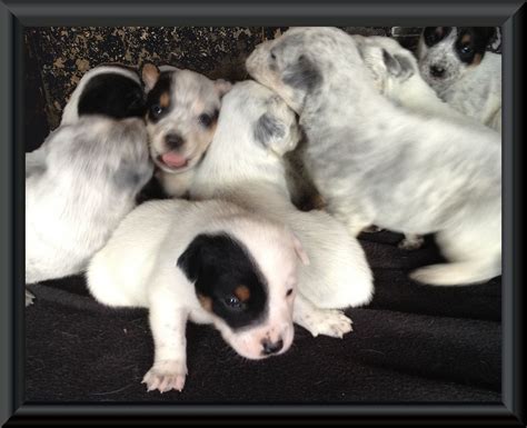 Blue Heeler Newborn Puppies