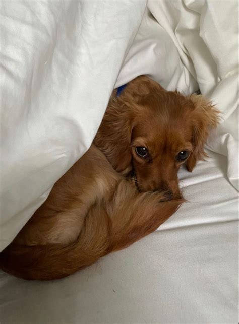 A Small Brown Dog Laying On Top Of A Bed Under A White Comforter And