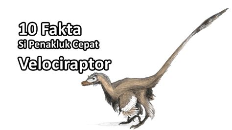 10 Fakta Velociraptor Youtube