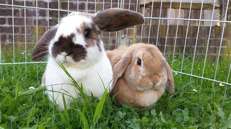 Two Bunnies Photograph By Doug Kirk Fine Art America