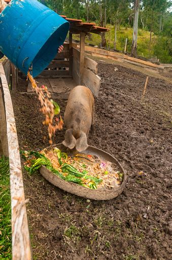 Country Life Farmer Feeding The Pigs Stock Photo Download Image Now