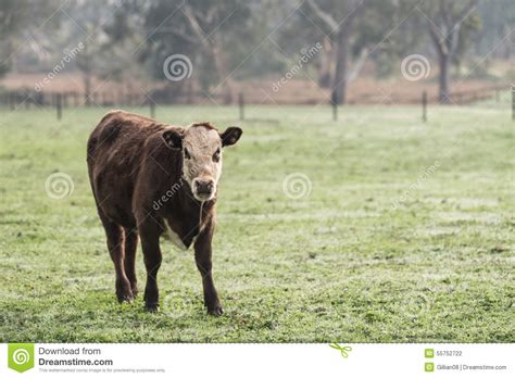 Brown Cow In A Grassy Field Stock Photo Image Of Brown Steer