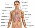 Human Body Organ Diagrams | 101 Diagrams