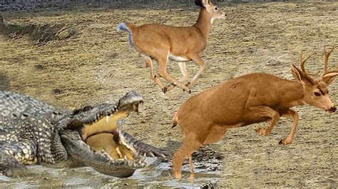 Crocodile Attack Deer Crocodile Hunting Deer From The River And Take
