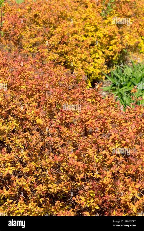 Japanese Spirea Japanese Meadowsweet Goldmound Spiraea Japonica My XXX Hot Girl