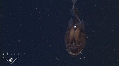 Extremely Rare Video Of A Live Black Seadevil Anglerfish In Its Natural