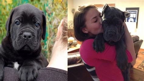 9 Reasons You Should Cuddle Your Cane Corso More Often Sonderlives