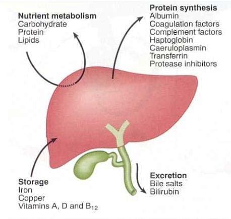 Carbohydrates play several roles in living organisms. Main Liver Functions in Human digestive system: Functions of the Liver in the body
