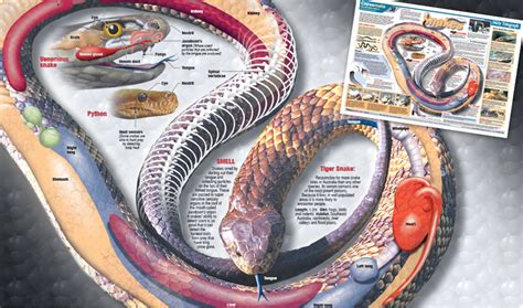 Pics For Snake Anatomy