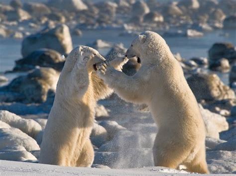 Polar Bear And Beluga Whale Watching Tours Canada Responsible Travel