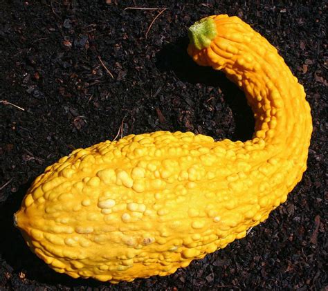 Why Is My Yellow Squash Bumpy Oh Gardening
