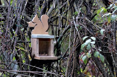 Squirrel feeder! | Squirrel feeder, Bird house, Squirrel