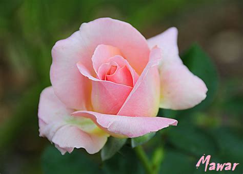 Gambar Bunga Mawar Merah Muda Denah