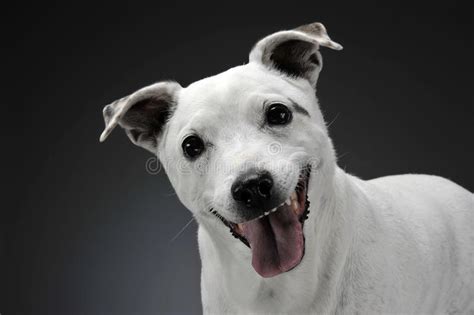 Funny Ears Mixed Breed Brown Dog Lying In Black Studio Background Stock