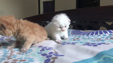 Curious Newborn Persian Kittens Youtube